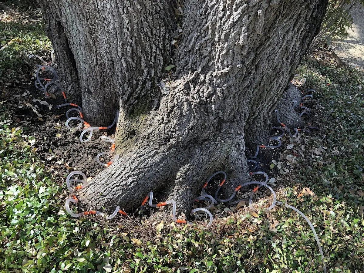 Detailed Tree Cabling and Bracing job site in Greenbrae