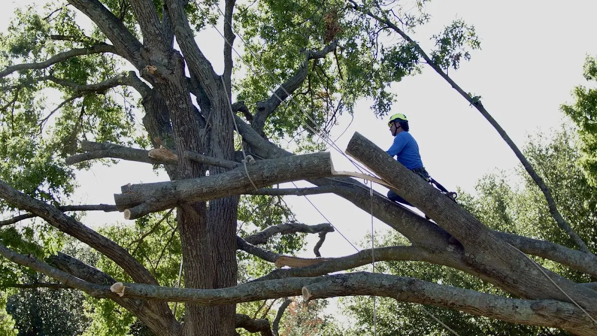 Professional Crown Thinning performed by certified arborists in Greenbrae