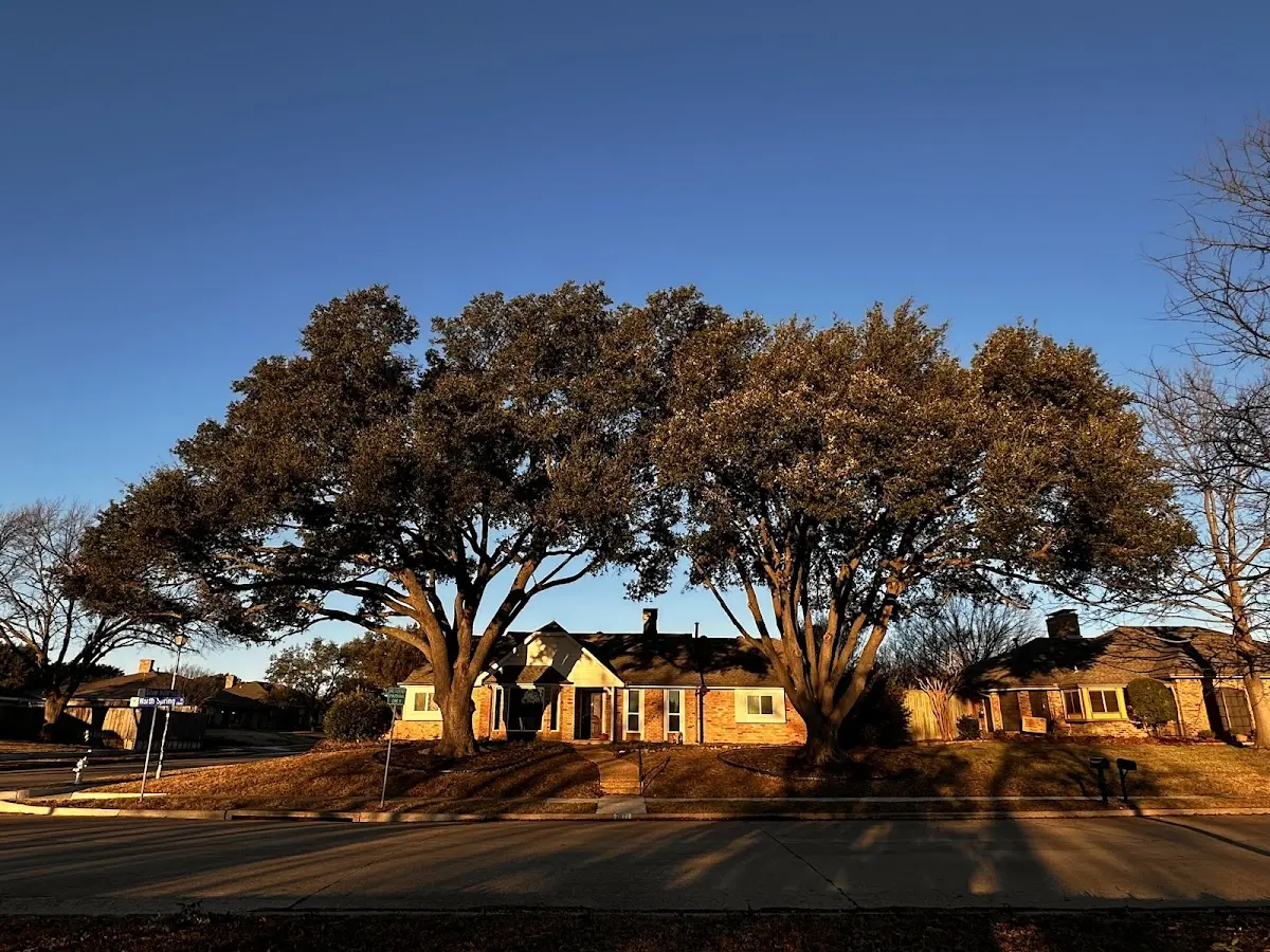 Established residential canopy tree shading a home in Greenbrae